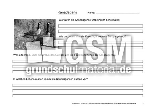 Arbeitsblatt-Kanadagänse-1.pdf